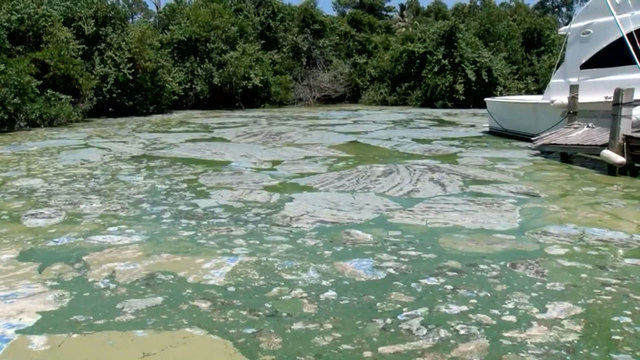 Photo of an algae bloom